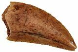 Serrated Raptor Tooth - Real Dinosaur Tooth #297546-1